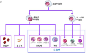 抗ガン剤