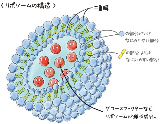 リポソーム