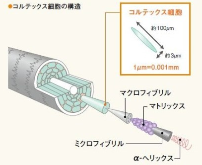 つむじ