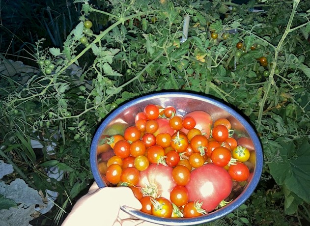 家庭菜園　ミニトマト