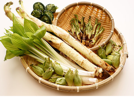 山菜