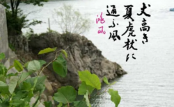 虎杖