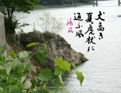 虎杖