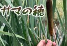 がま