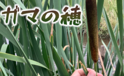 がま