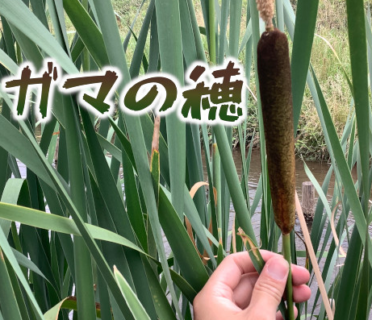 がま