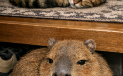 西表山猫の裏で寝転んでいたカピバラな夢