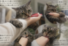 猫の夢