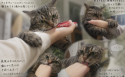 猫の夢