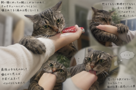 猫の夢