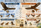 鷹