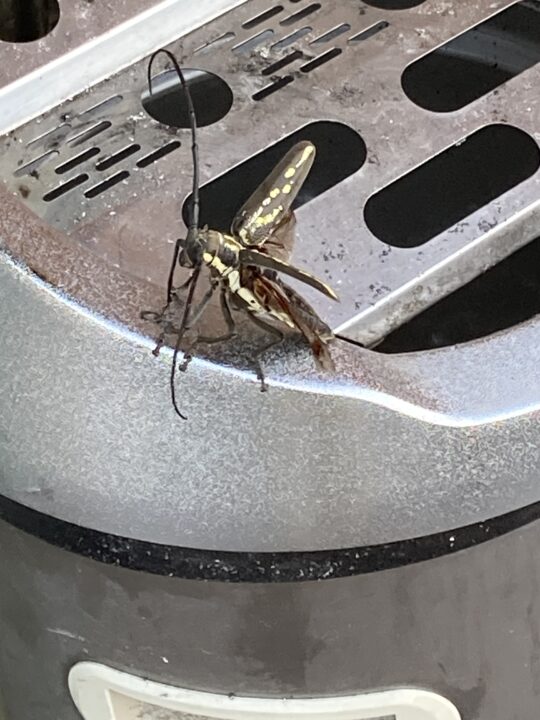 シロスジカミキリ